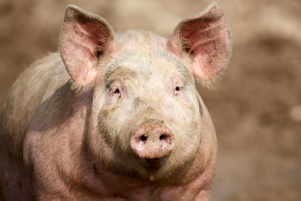 Close-up of a pig outside.