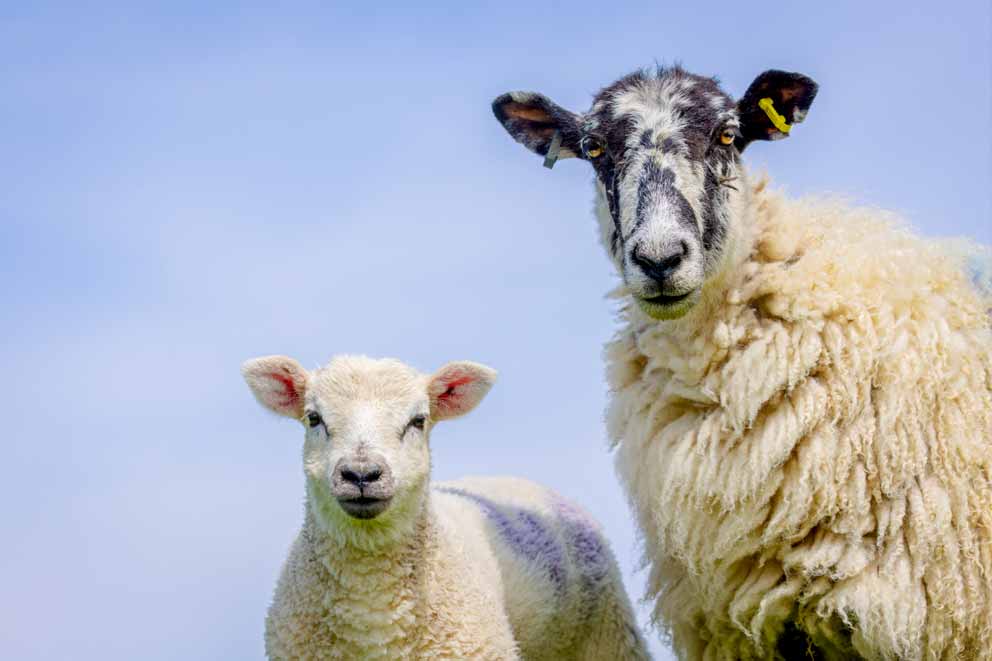 Healthy looking  sheep and ewe standing together outside.