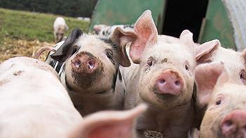 A group of piglets