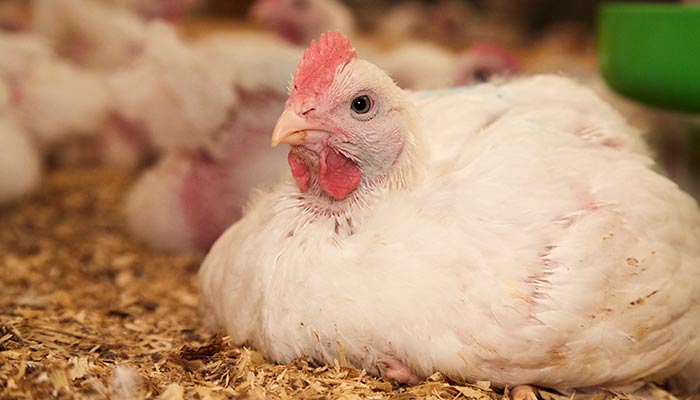 close up of broiler chicken