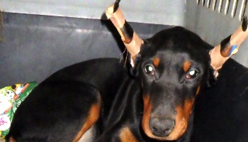Dog with ears tapered