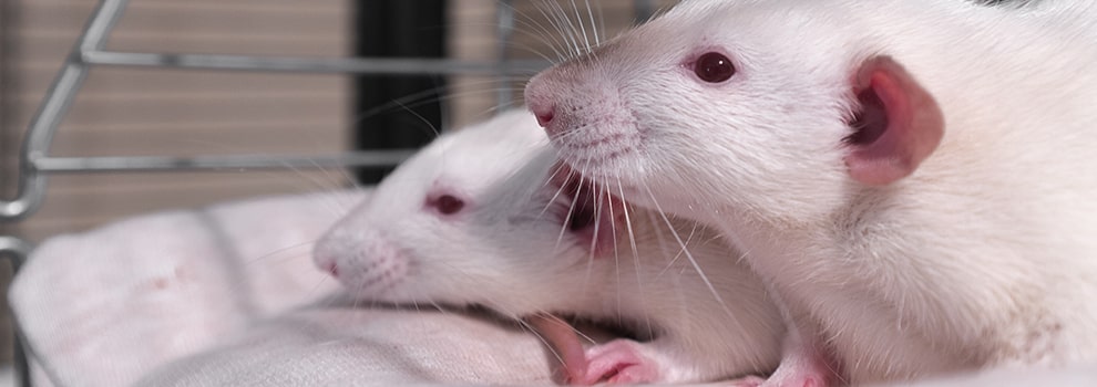 Pet rats together © Riccardo Ragione